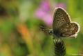 Polyommatus artaxerxes (Çokgözlü Ormanesmeri)